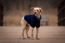Poodle