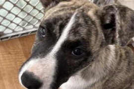 Pit Bull Terrier