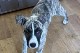 Pit Bull Terrier