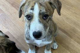 Pit Bull Terrier