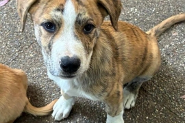 Pit Bull Terrier