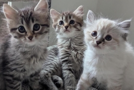 Domestic Medium Hair Domestic Medium Hair