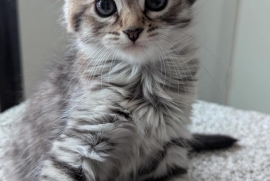 Domestic Medium Hair