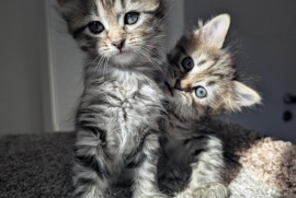 Domestic Medium Hair