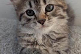 Domestic Medium Hair