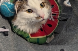 Domestic Long Hair Domestic Long Hair