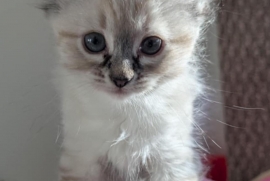 Domestic Medium Hair