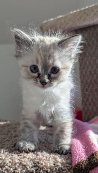 Domestic Medium Hair