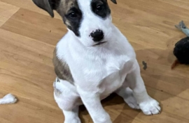 Pit Bull Terrier