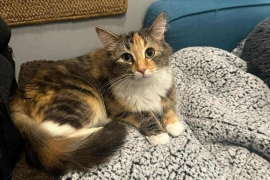 Domestic Medium Hair