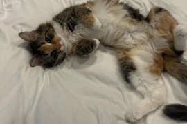 Domestic Medium Hair Domestic Medium Hair