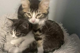 Domestic Medium Hair