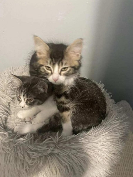 Domestic Medium Hair