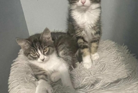 Domestic Medium Hair