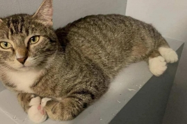 Domestic Short Hair Domestic Short Hair