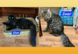 Domestic Medium Hair