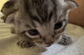 Domestic Short Hair Domestic Short Hair