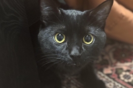 Bombay