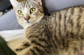 Domestic Short Hair Domestic Short Hair