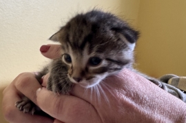 Domestic Short Hair Domestic Short Hair