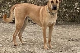 Black Mouth Cur