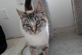 Domestic Medium Hair Domestic Medium Hair