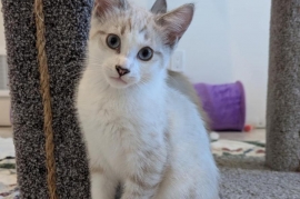 Domestic Medium Hair