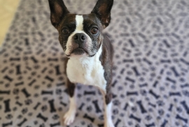 Boston Terrier
