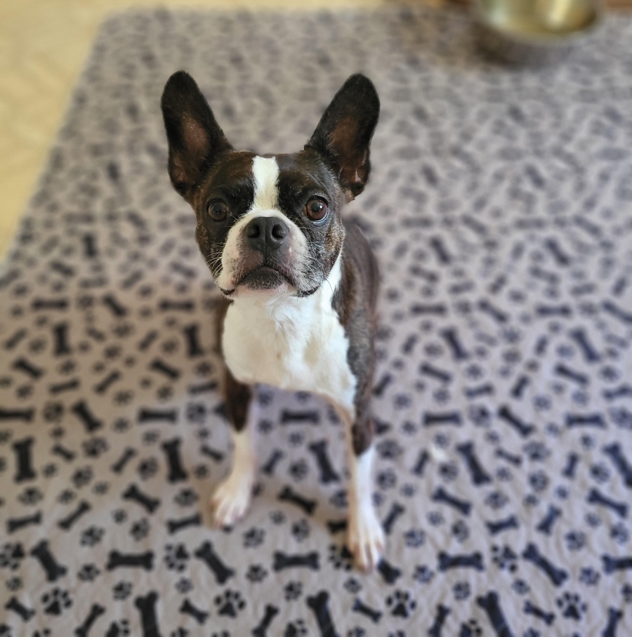 Boston Terrier