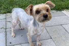 Yorkshire Terrier