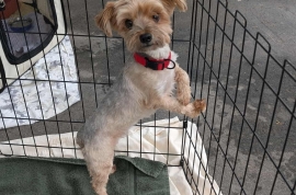 Yorkshire Terrier