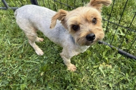 Yorkshire Terrier