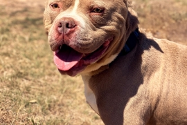 American Bully