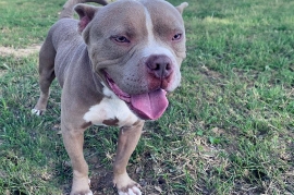 American Bully