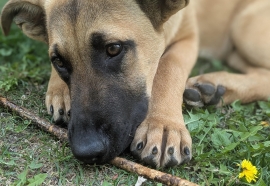 German Shepherd Dog