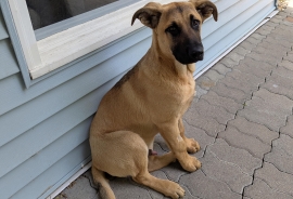 German Shepherd Dog