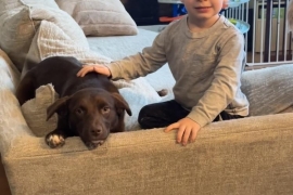 Labrador Retriever