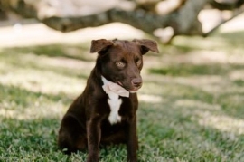 Labrador Retriever