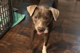 Labrador Retriever