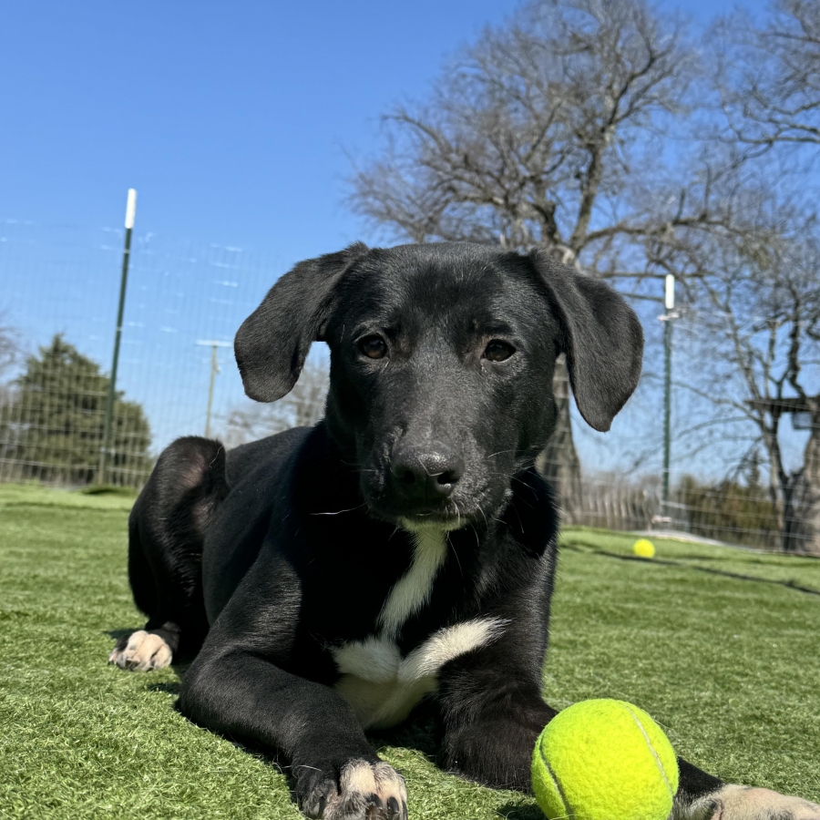 Labrador Retriever