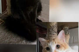 Domestic Medium Hair