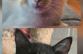 Domestic Medium Hair