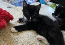 Domestic Medium Hair