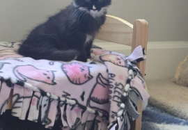 Domestic Medium Hair Domestic Medium Hair