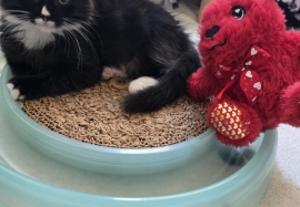 Domestic Medium Hair