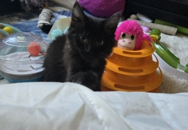 Domestic Medium Hair