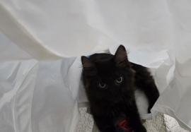 Domestic Medium Hair