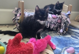 Domestic Medium Hair