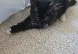 Domestic Medium Hair