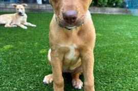 Mixed Breed